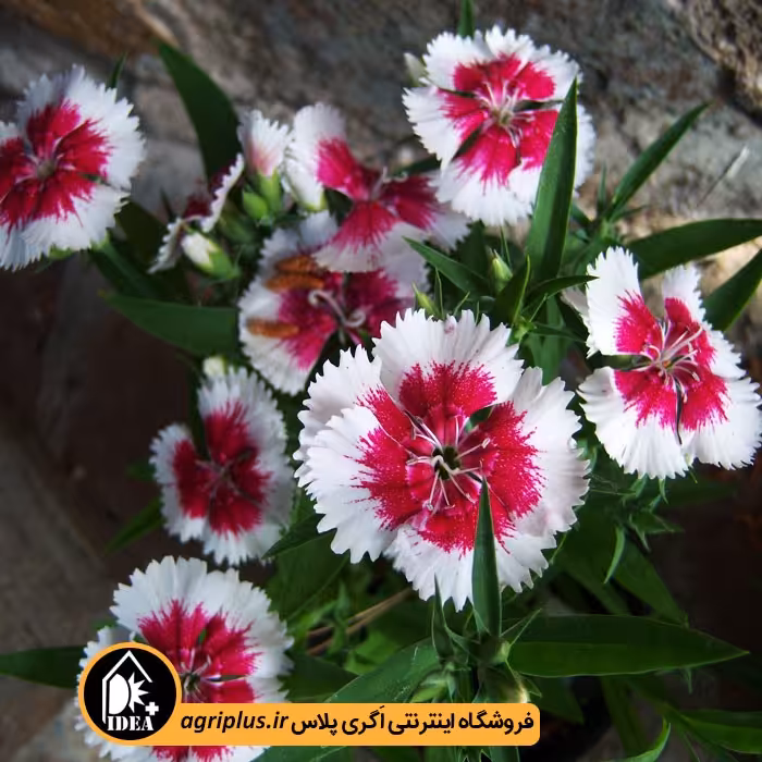 بذر گل میخک باغچه ای بسته بندی خانگی