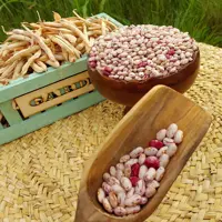 لوبیا چیتی محلی ارگانیک 1000 گرمی
