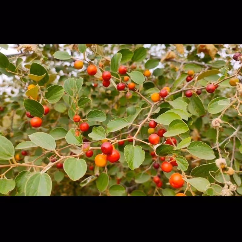 بذر میوه سدر یا کنار  مناسب بنسای(بیش از 10 عدد بذر)