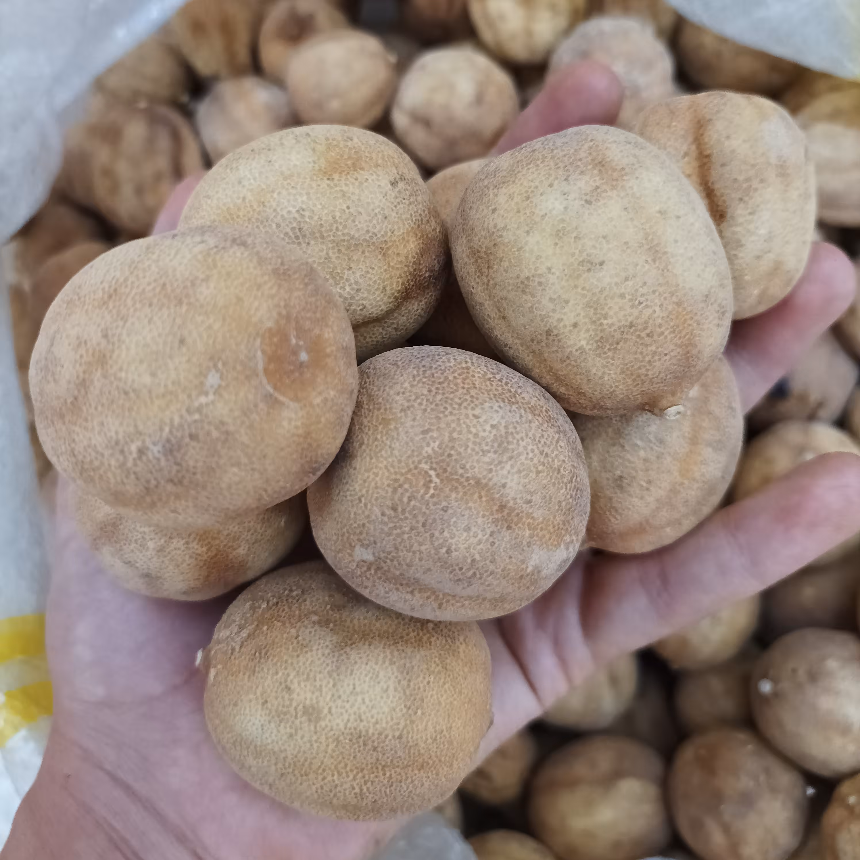 لیمو عمانی اعلا