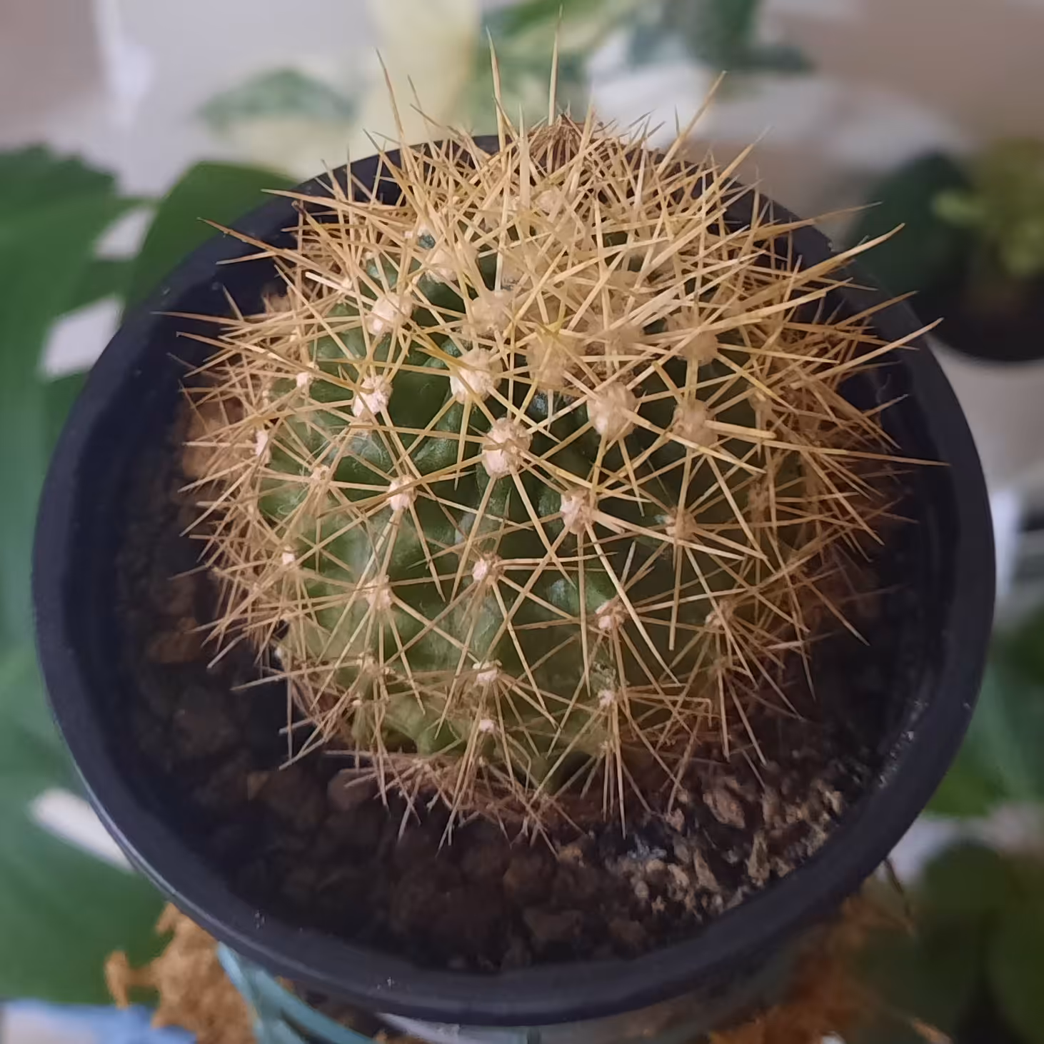 کاکتوس توپی تیغ طلایی.پرریشه.گلدان8. پسکرایه 