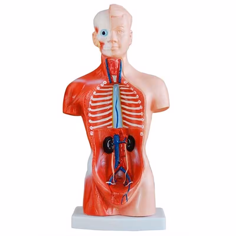 بازی مدل نیم تنه 1.5 اندازه طبیعی بدن انسان صنایع آموزشی