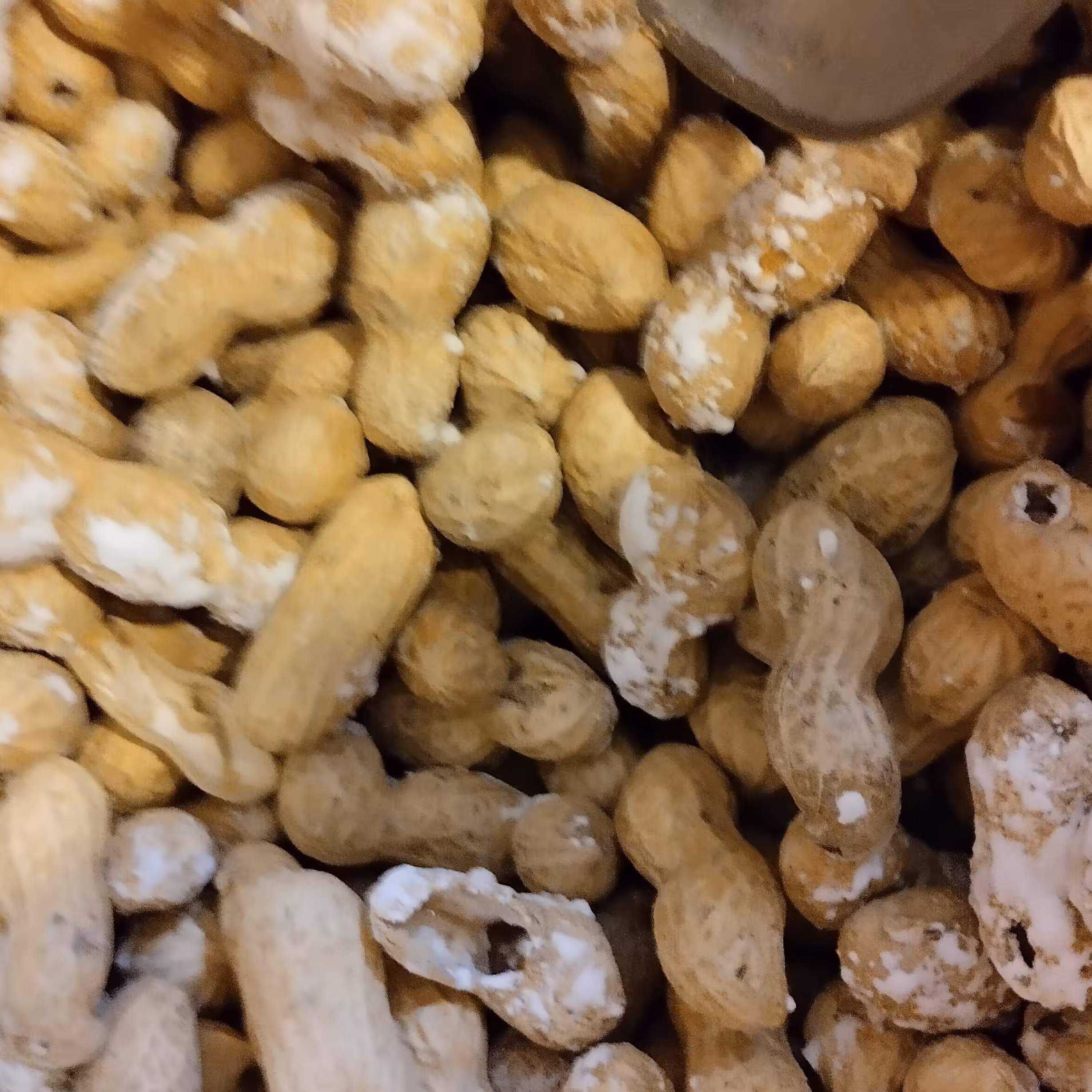 بادام زمینی قلاف دار