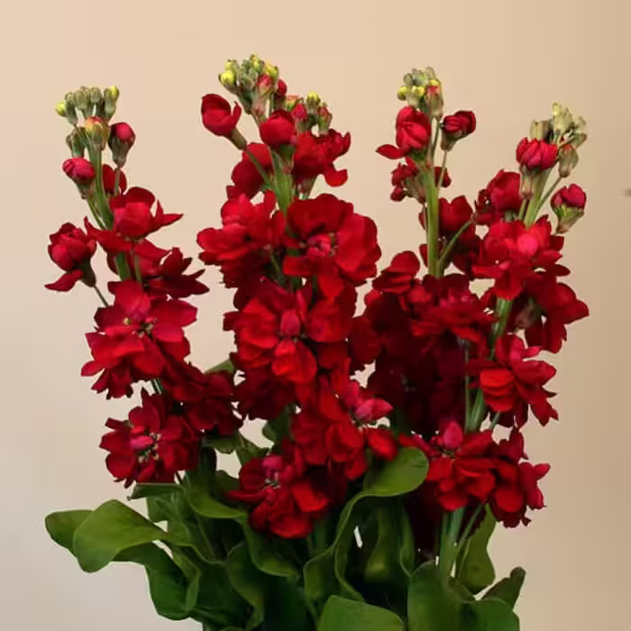 بذر گل شب بو قرمز (20 بذر)