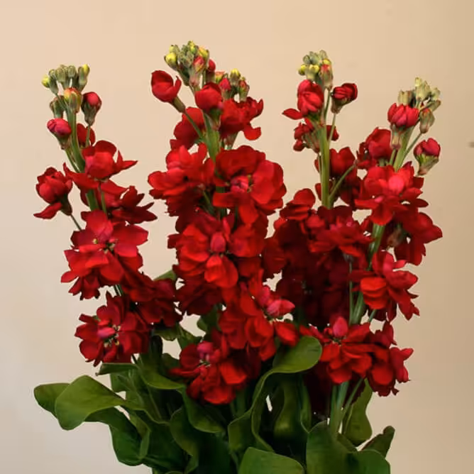 بذر گل شب بو قرمز (20 بذر)