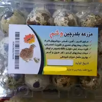 مزرعه بلدرچین وشم با کارتن 60 عددی بسته 12 تایی (وشم به گویش مازندرانی همان بلدرچین گفته میشه) 