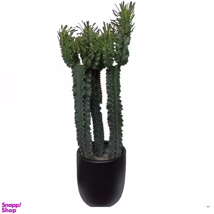 گیاه طبیعی افوربیا اینجنس مدل چند شاخه