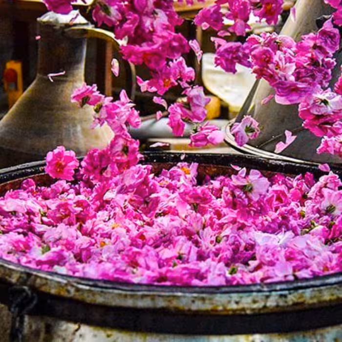 گلاب 30 کیلو گل سی کیلو گل 20 لیتری شرکت آنارام