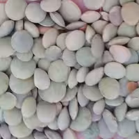 عدس دیم ارگانیک 