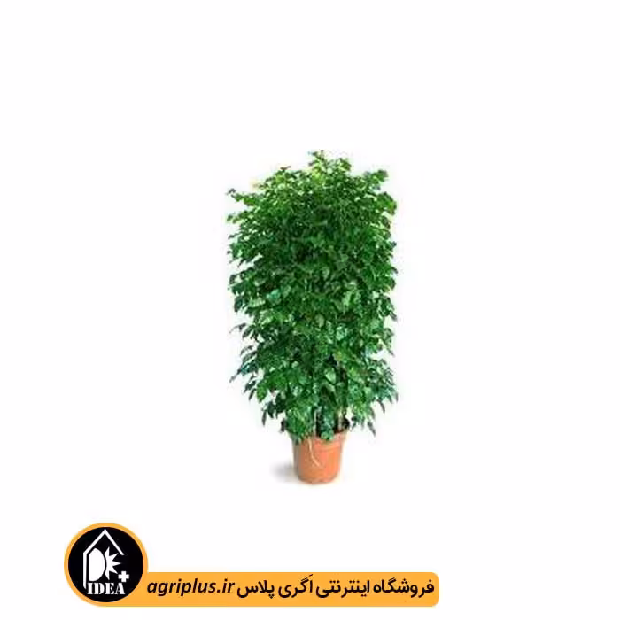 بذر درخت زمرد Radermachera Sinica