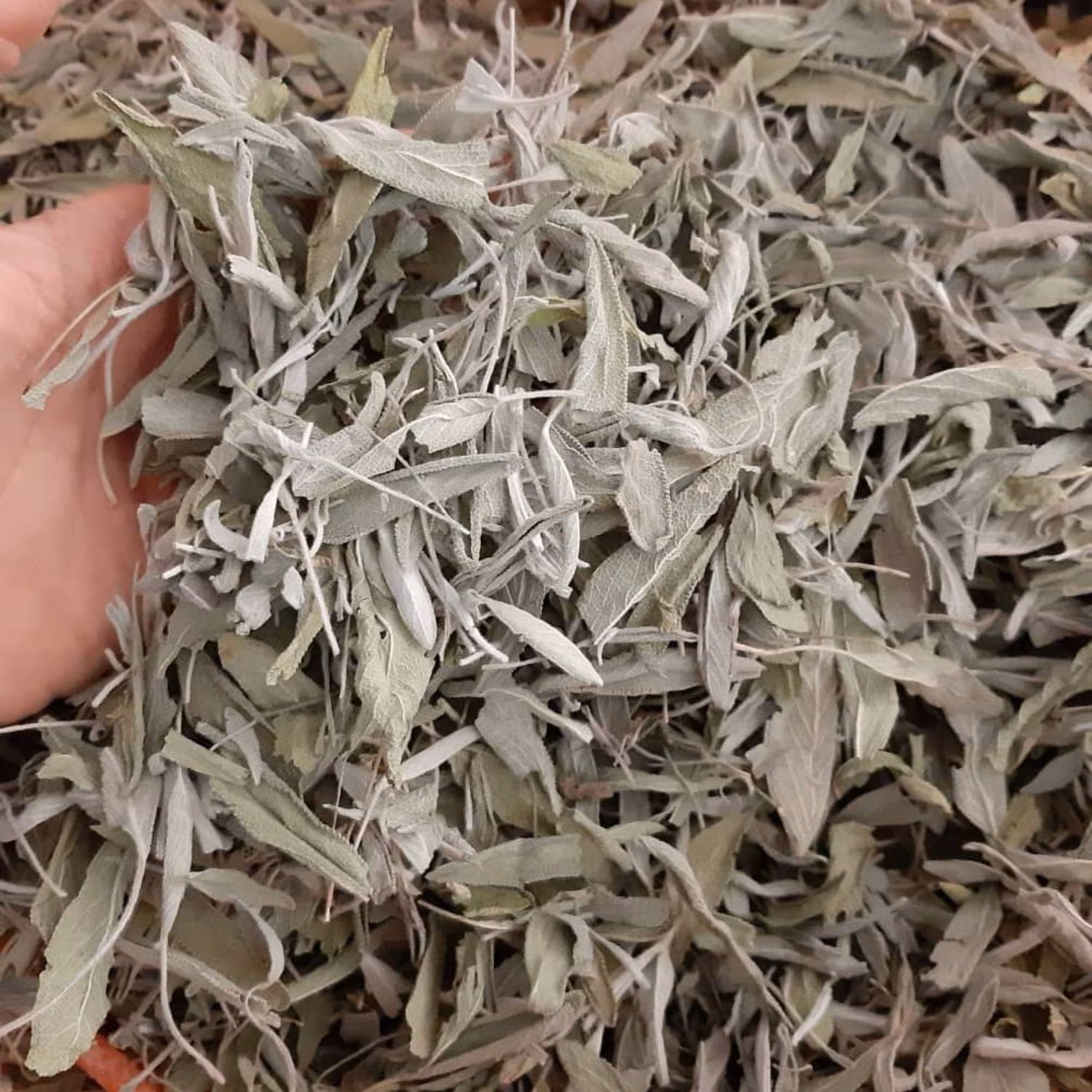 مریم گلی(1کیلو) 