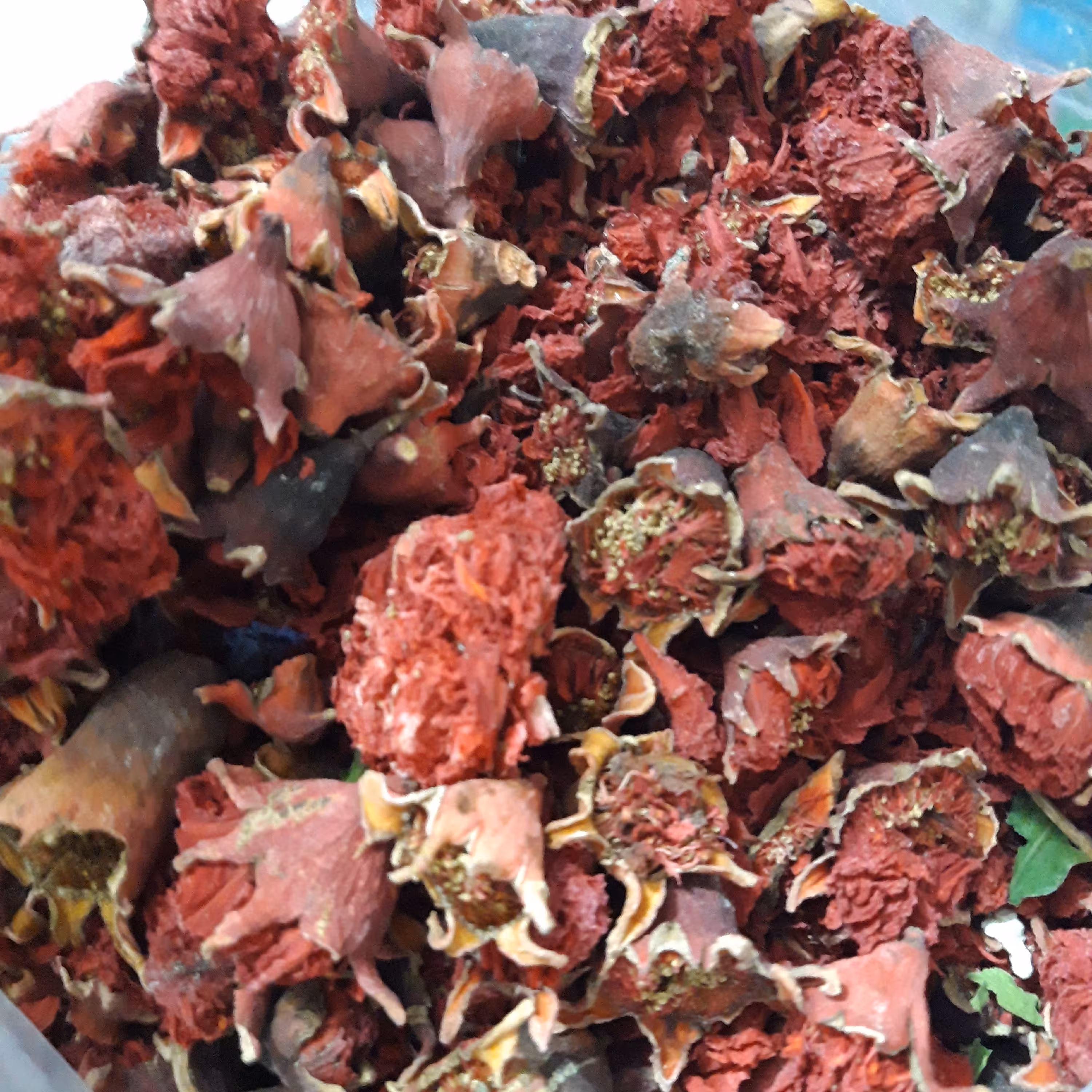 گلنار فارسی