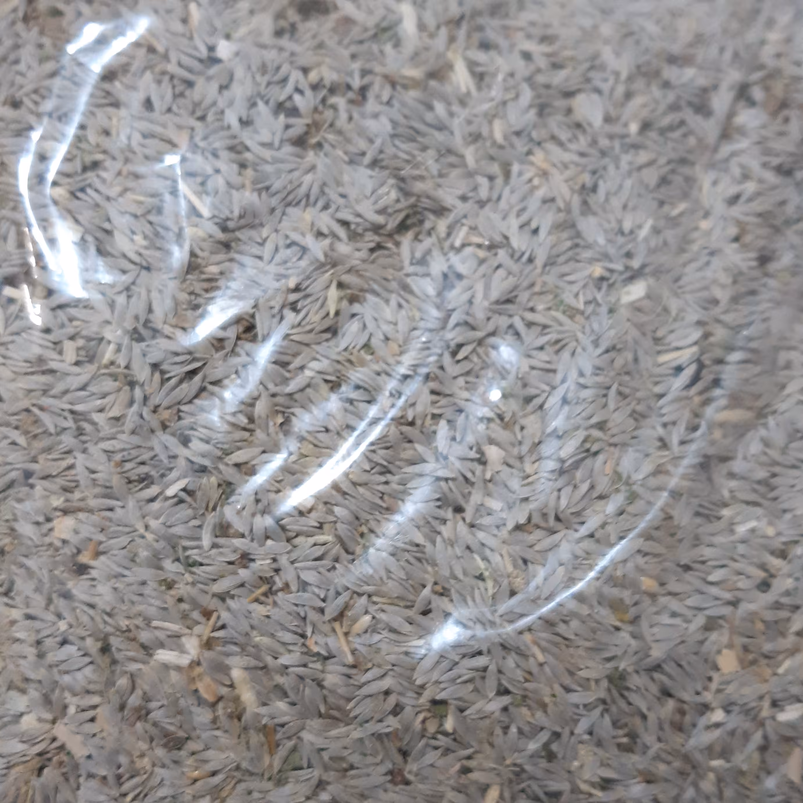 تخم کاهو  (1کیلویی)