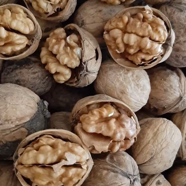 گردو کاغذی بلغاری،امسالی و فوق العاده چرب و‌پر مغز