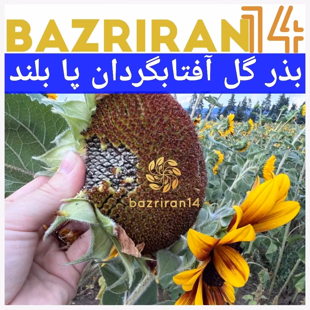 بذر گل آفتابگردان درشت