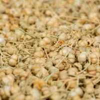 اسپند دانه بسته 200 گرمی