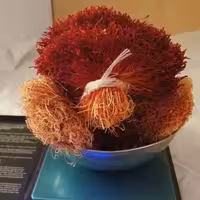 زعفران دخترپیچ (دسته) قائنات 3 مثقالی برداشت آبان1403 ( مستقیم از کشاورز)