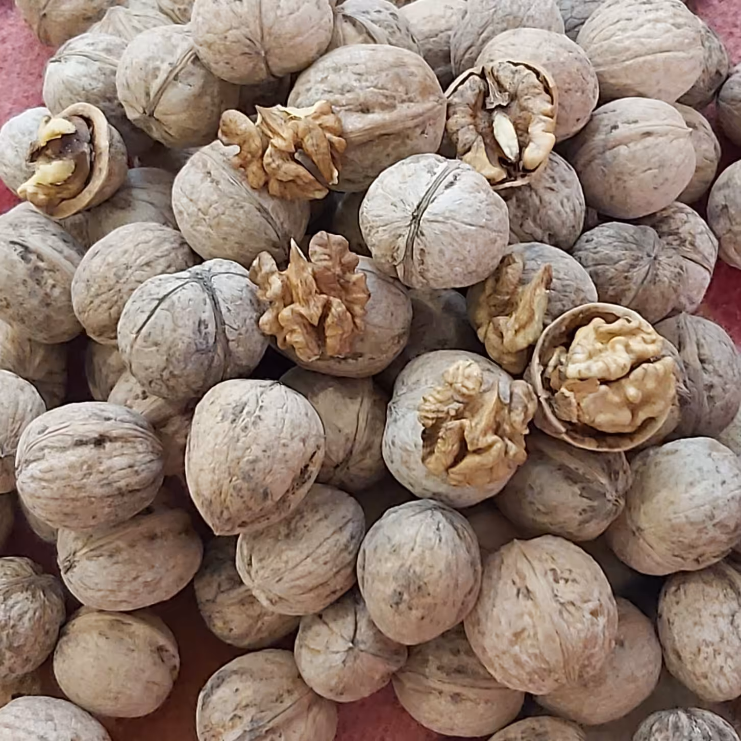 گردو در سایز های معمولی و متوسط 10 کیلو 