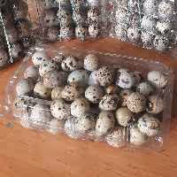 تخم بلدرچین کیلویی.تازه وخانگی