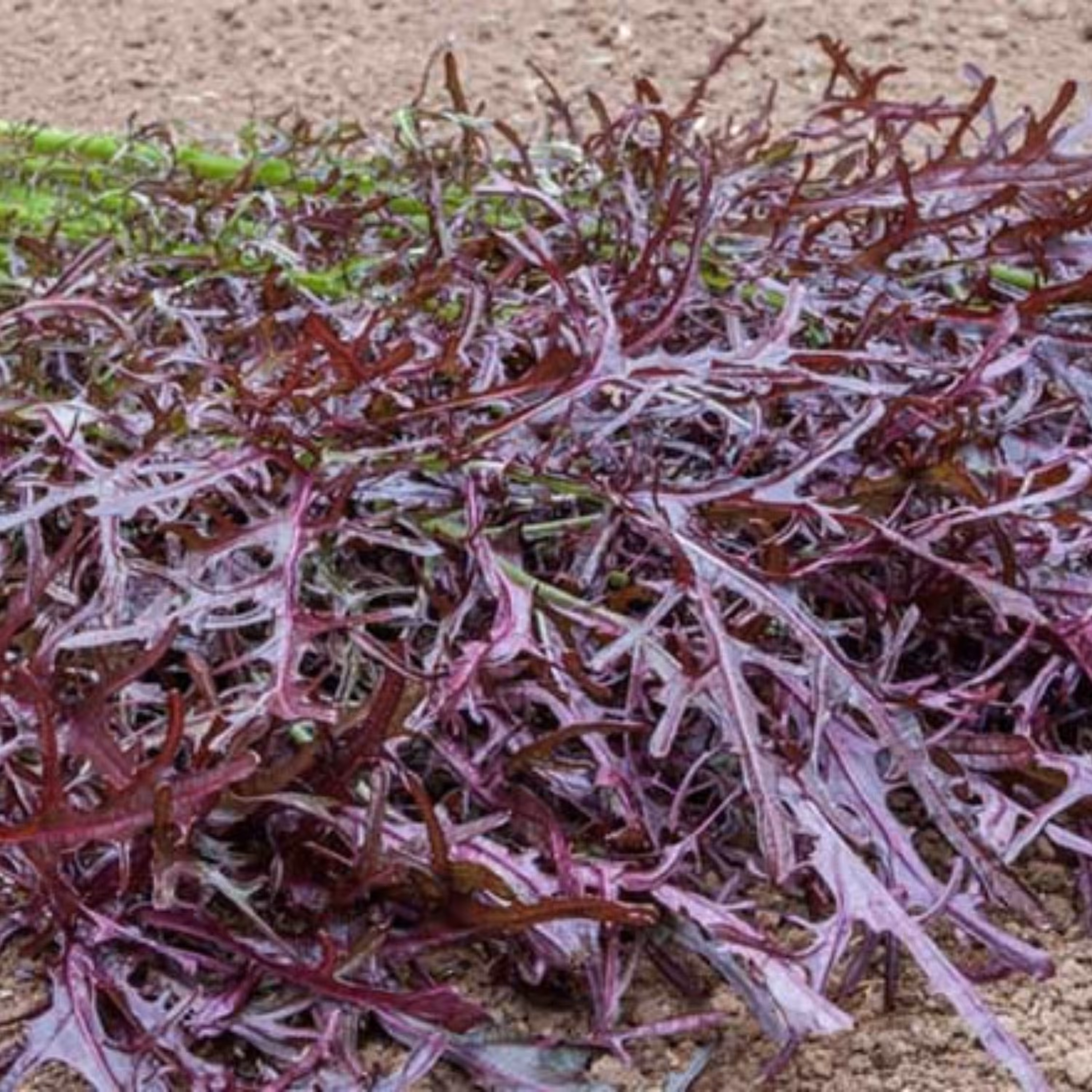 بذر خردل زرشکی مینیاتوری 50 عددی 