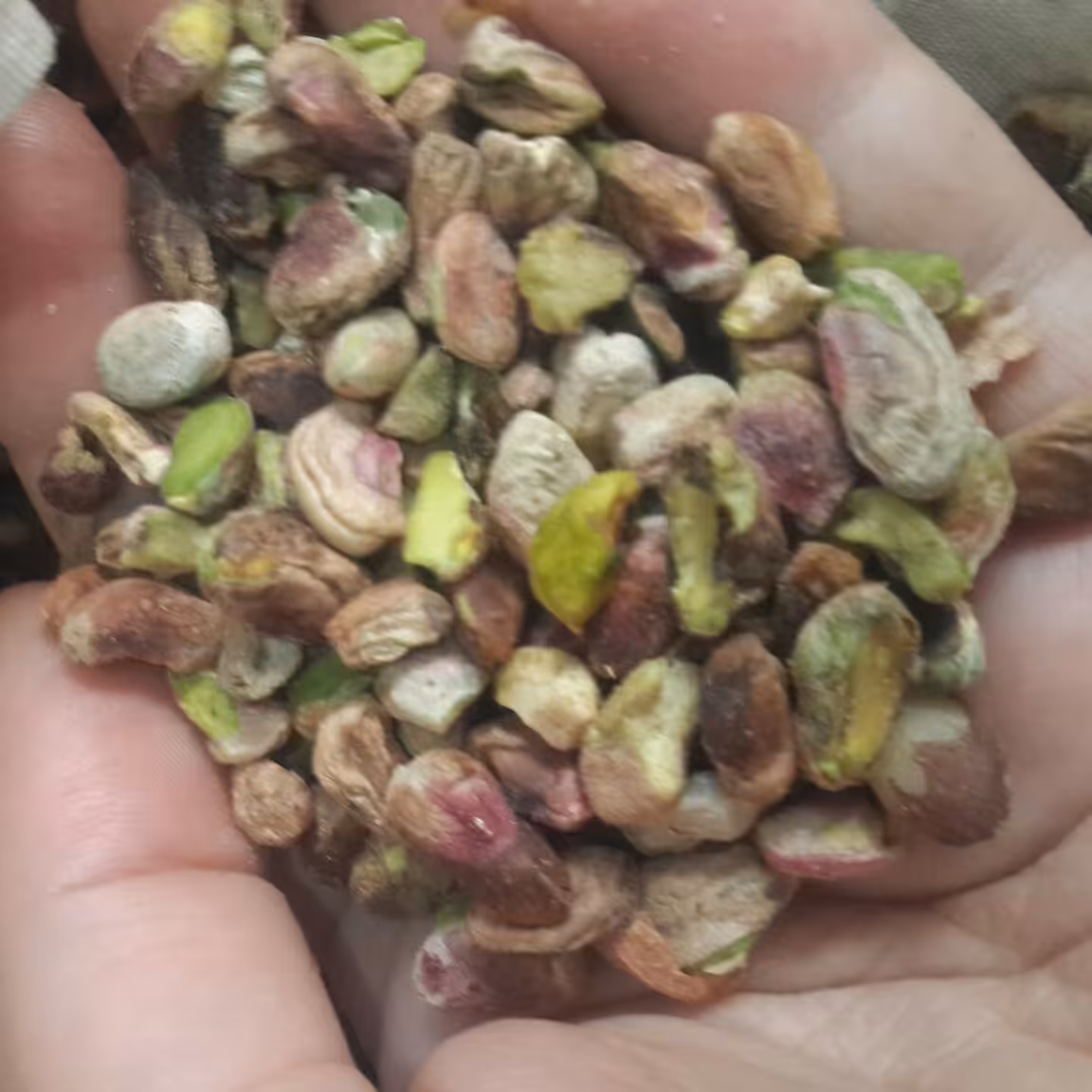 مغز پسته درجه3