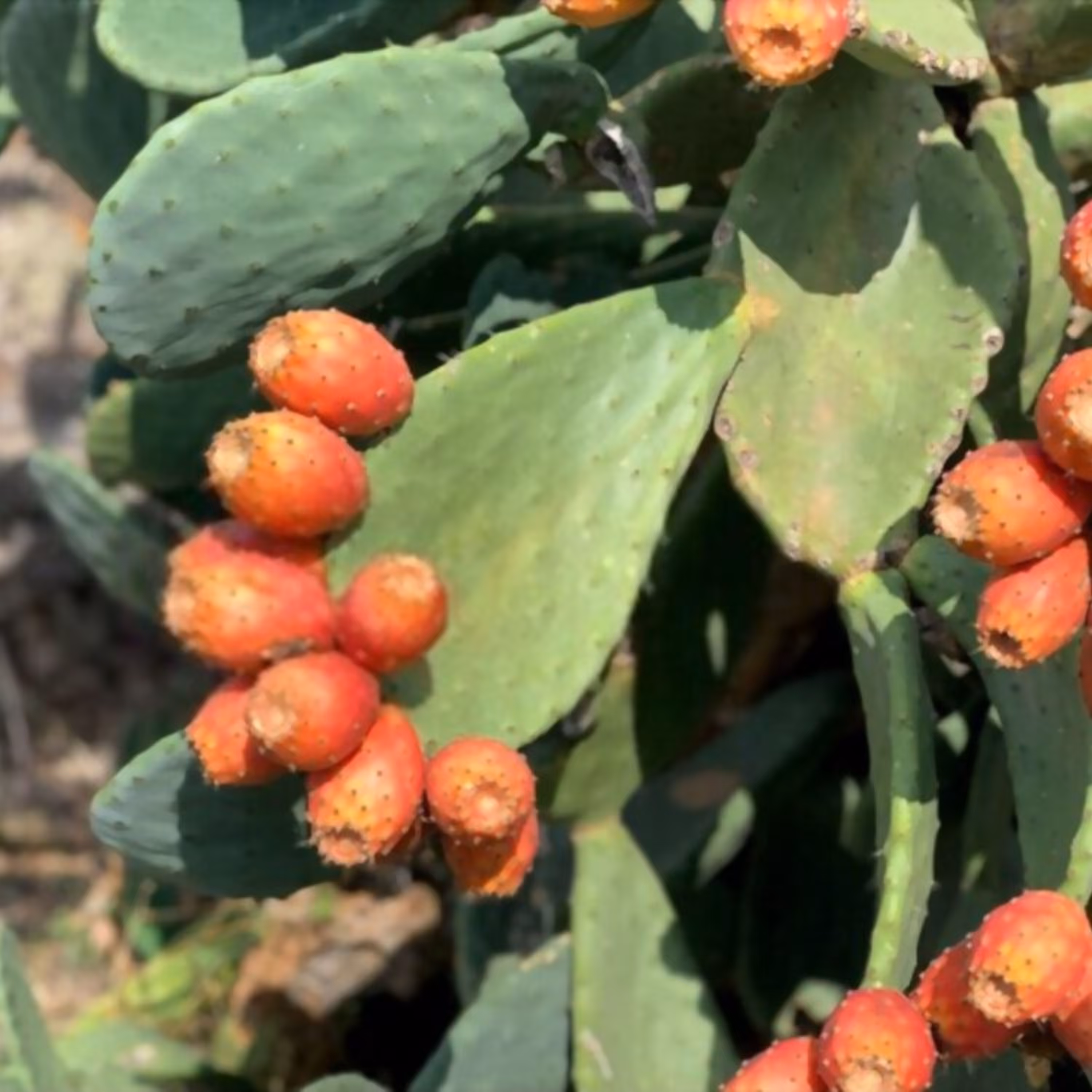 بذر کاکتوس اپونتیا میوه دار (گلابی خاردار) نارنجی