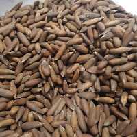 چلغوز درشت اعلا (250گرم)