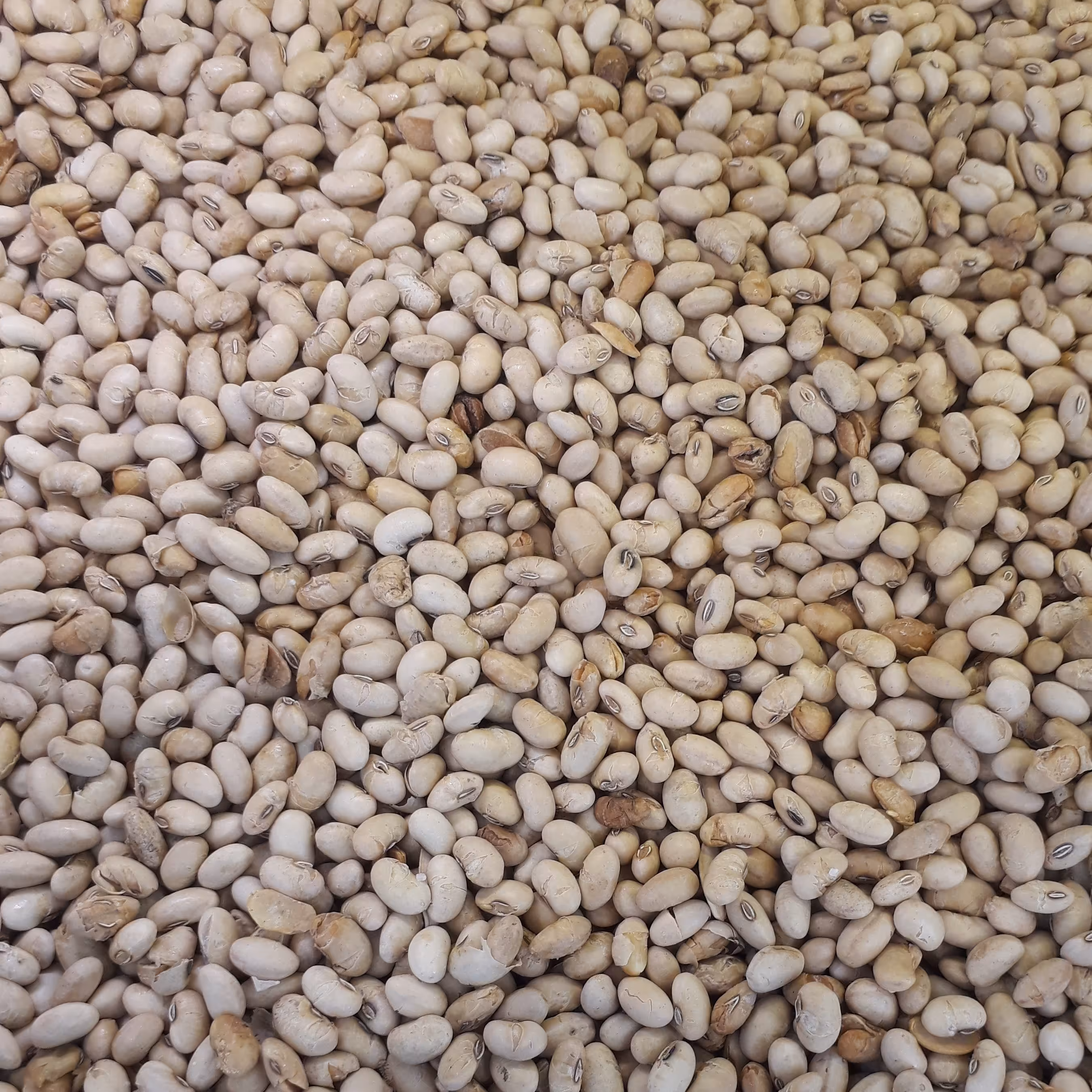 سویا آجیلی(500گرم)