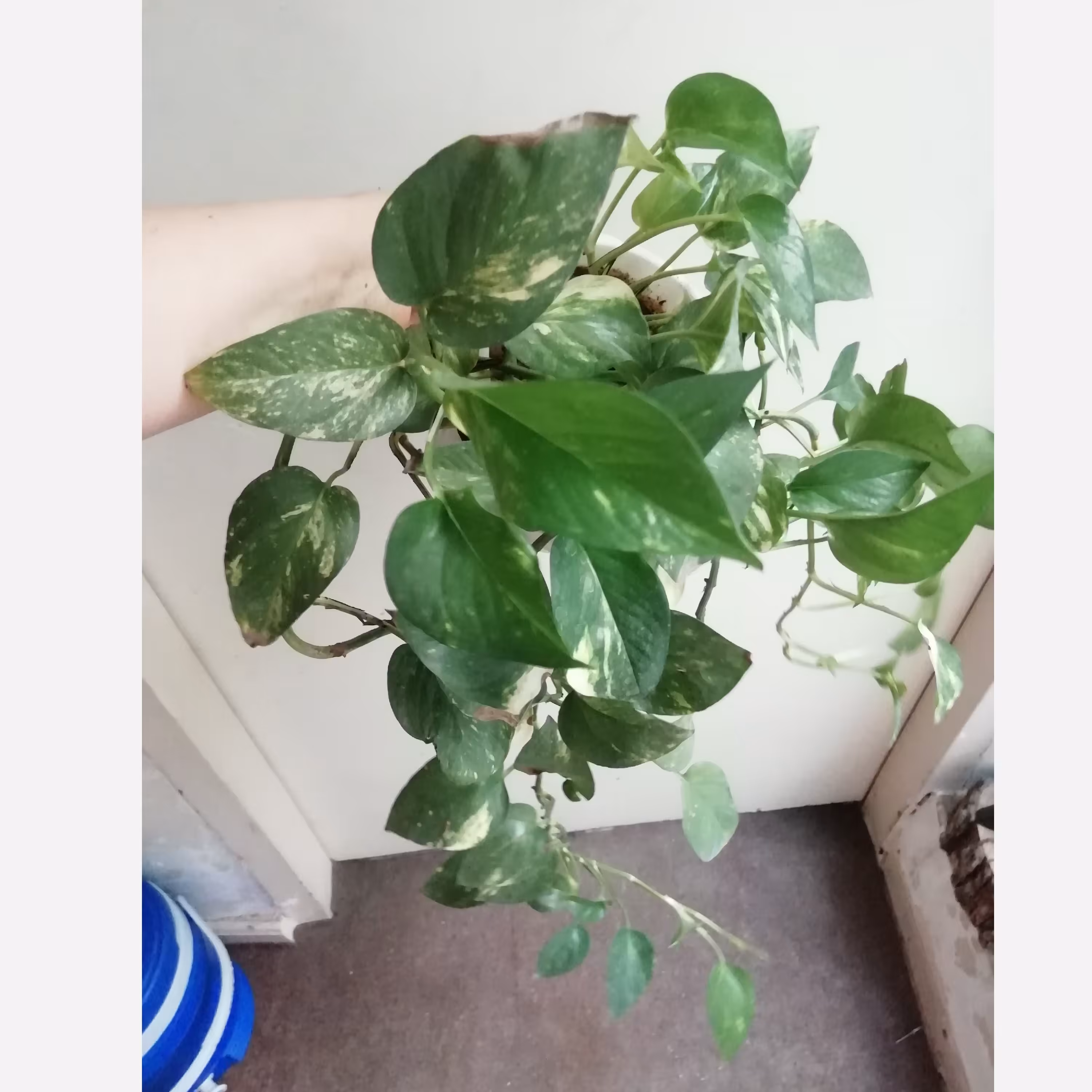 پتوس ابلق ، پتوس زعفرانی ،گلدان اویز 