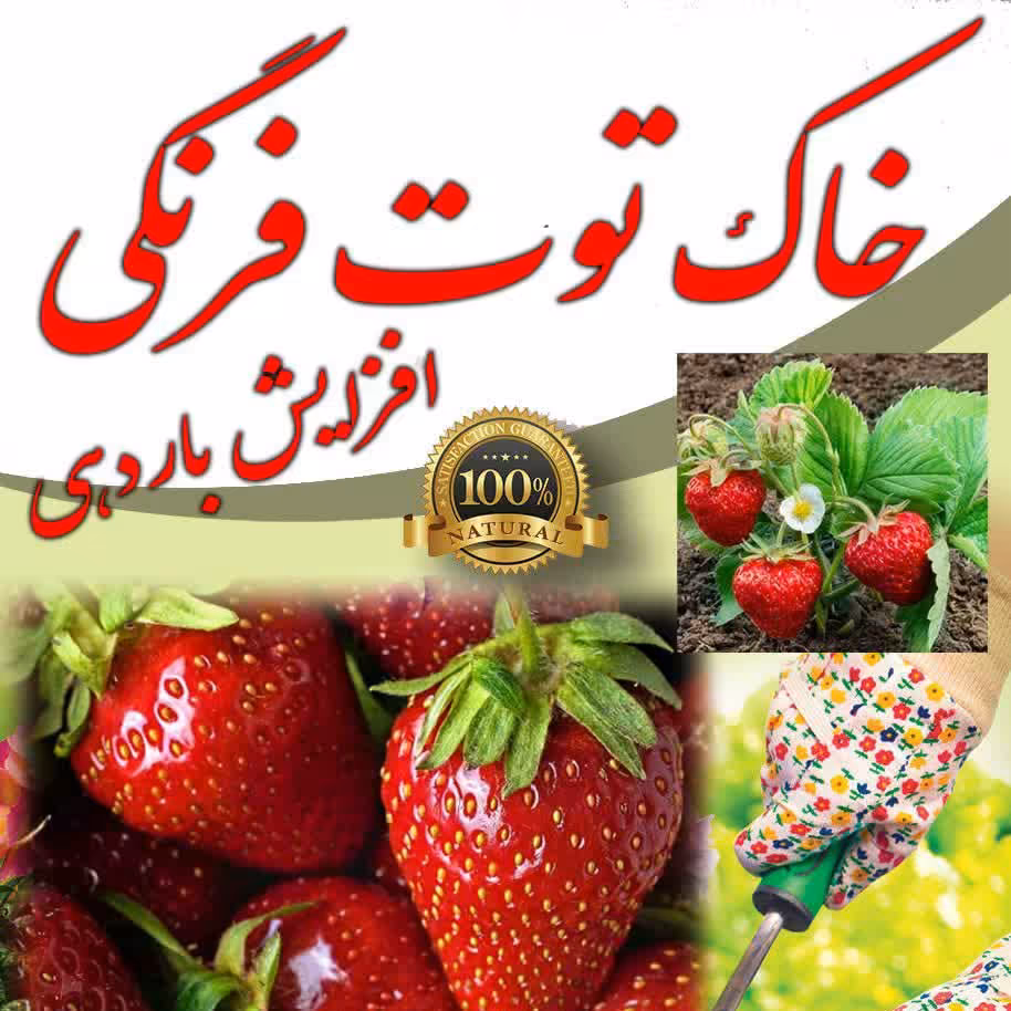 خاک مخصوص گیاه توت فرنگی باردهی بالا وزن گیری