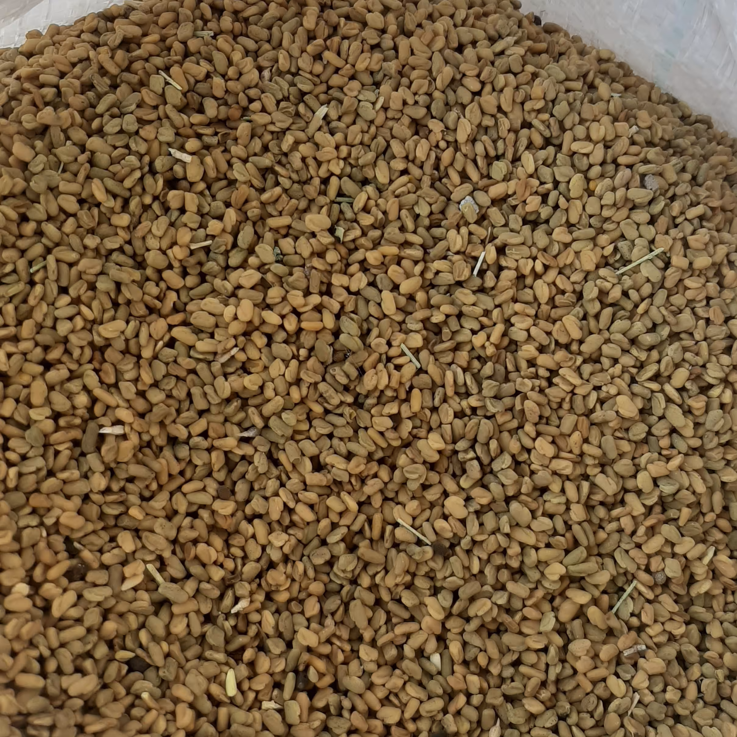 بذر شنبلیله اصلاح شده و بوجاری(یک کیلو)