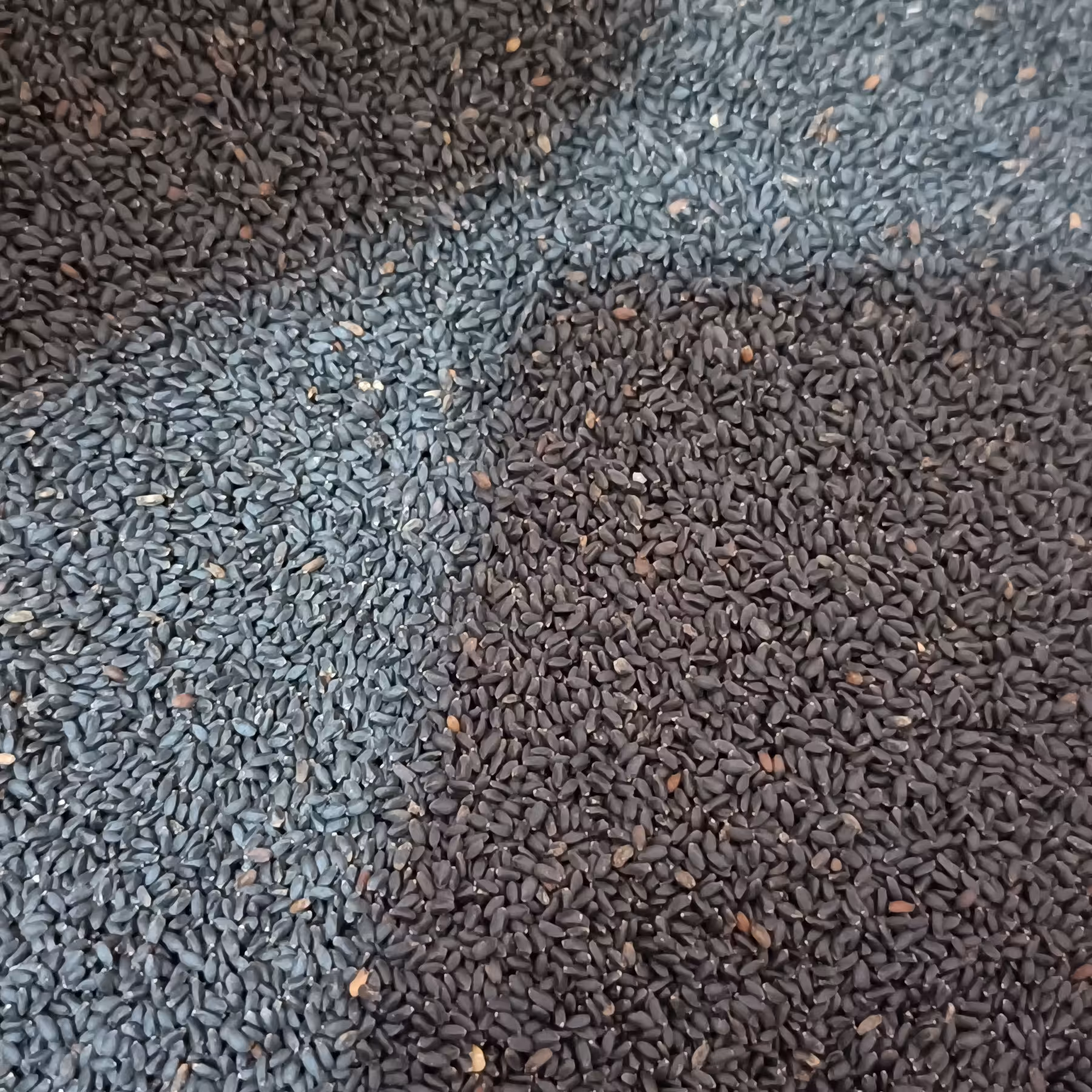 تخم شربتی درشت 