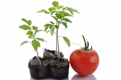بیماری گوجه فرنگی و کمبود گیاه