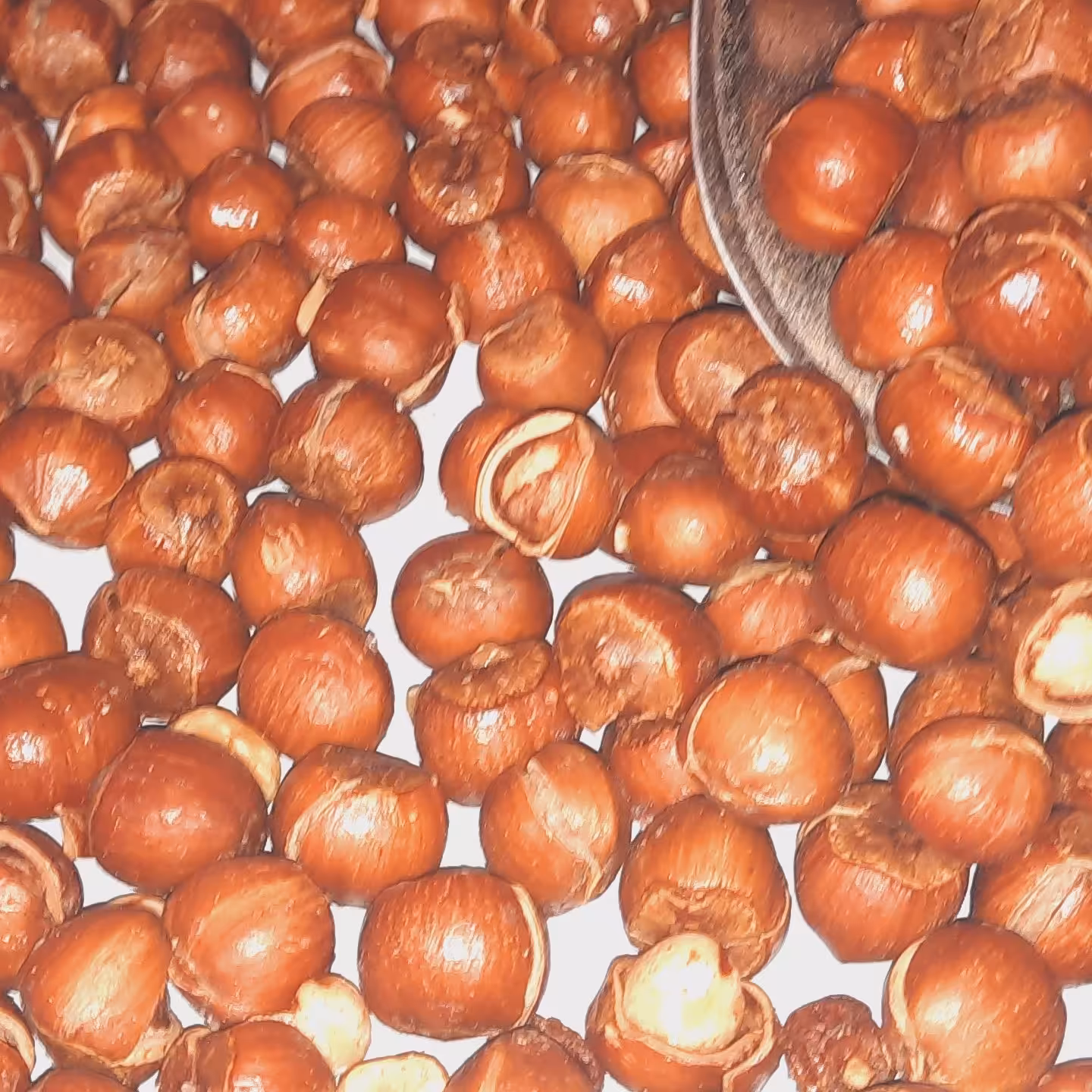 فندق زرین الموت یک کیلویی (900گرم وزن خالص) 