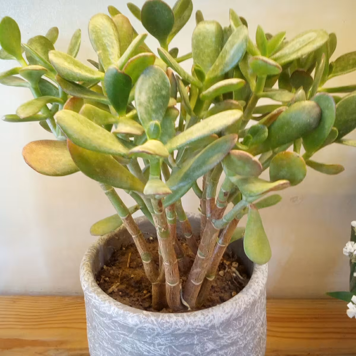 گلدان یشم(کراسولا)