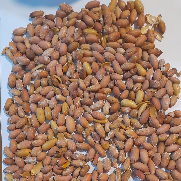 بادام زمینی  سایز متوسط محصول دشت مغان