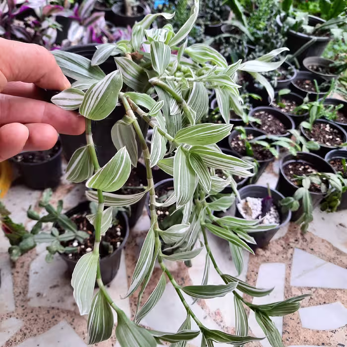 برگ بیدی ابلق