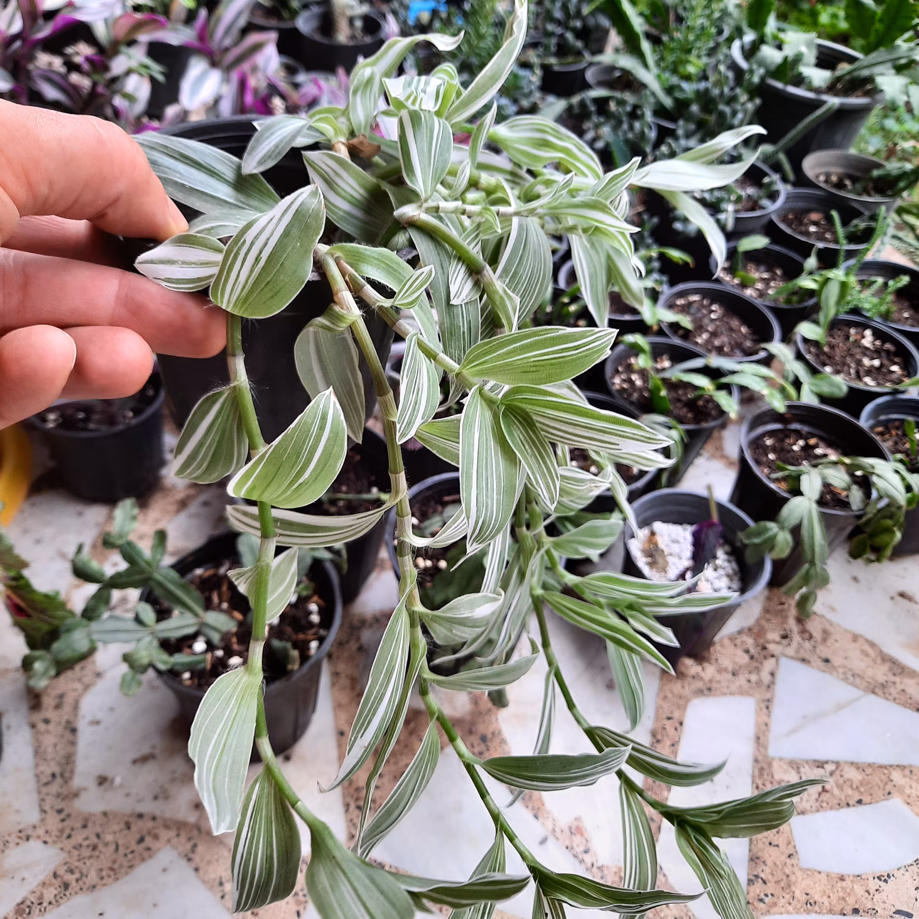 برگ بیدی ابلق