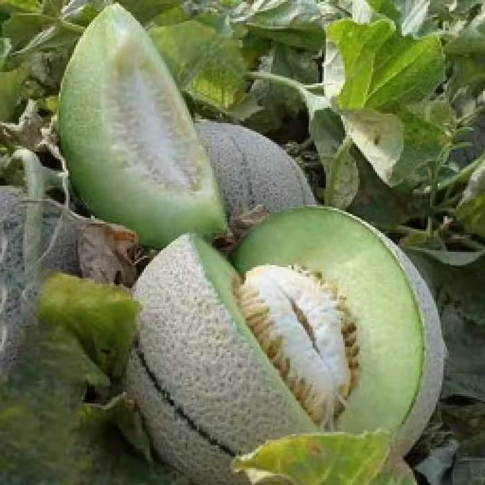 بذر طالبی 4 گرمی