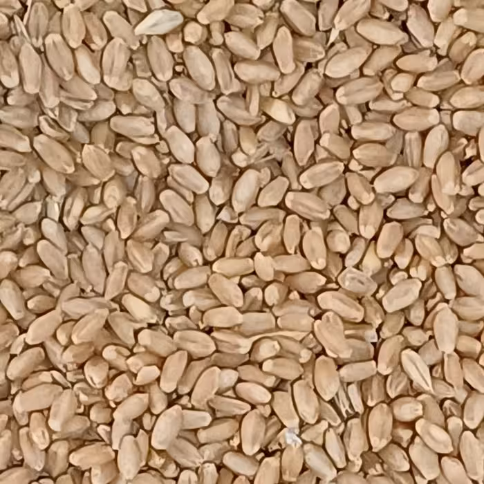 گندم اعلا ارسنجان فارس (چهار کیلویی) جهت پخت نان 