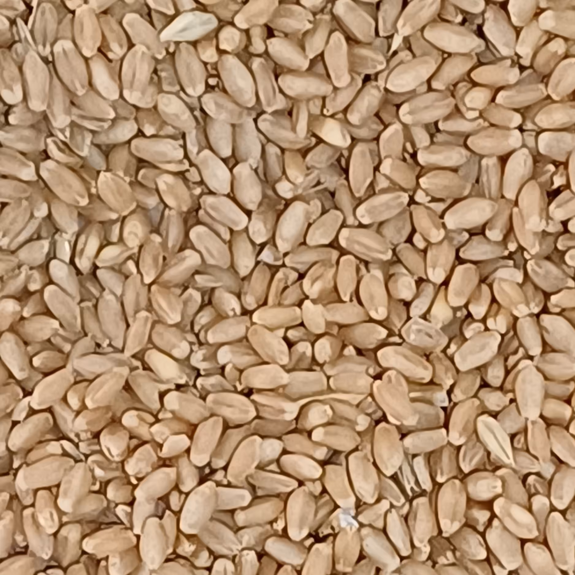 گندم اعلا ارسنجان فارس (چهار کیلویی) جهت پخت نان 