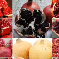 رب انار ملس و شیرین و ترش