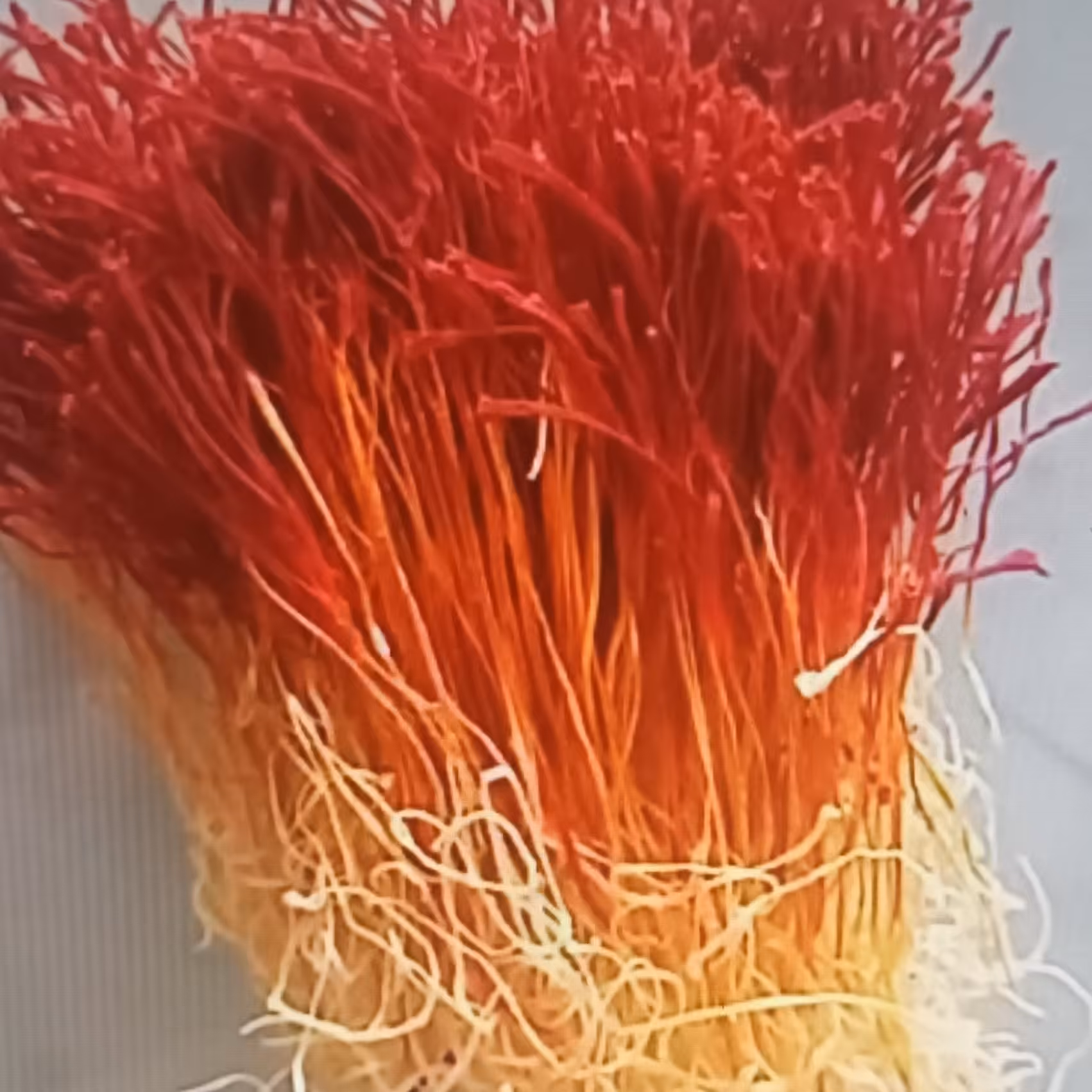 زعفران  دسته  دختر پیچ  یک مثقالی