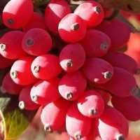 زرشک خراسان جنوبی