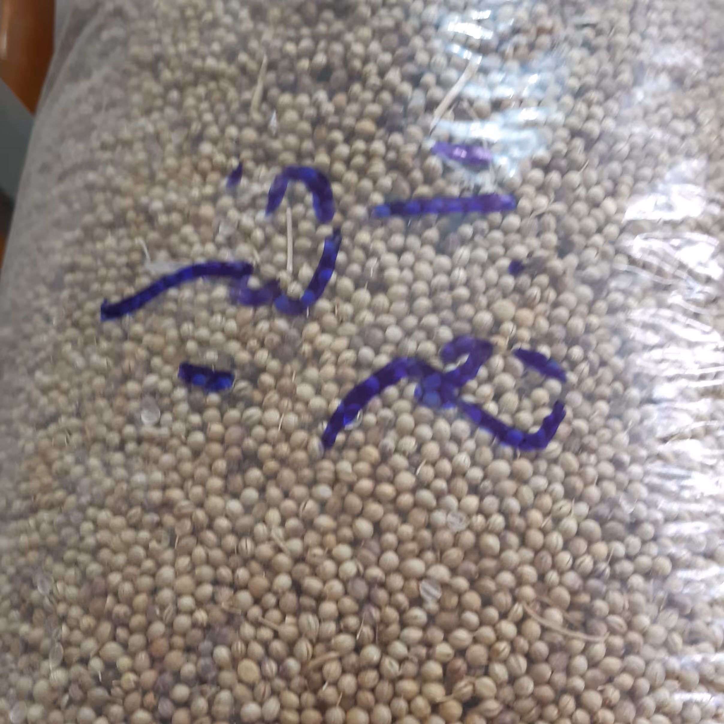 تخم گشنیز  (5کیلویی)