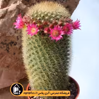 بذر کاکتوس Mammillaria Pilcayensis