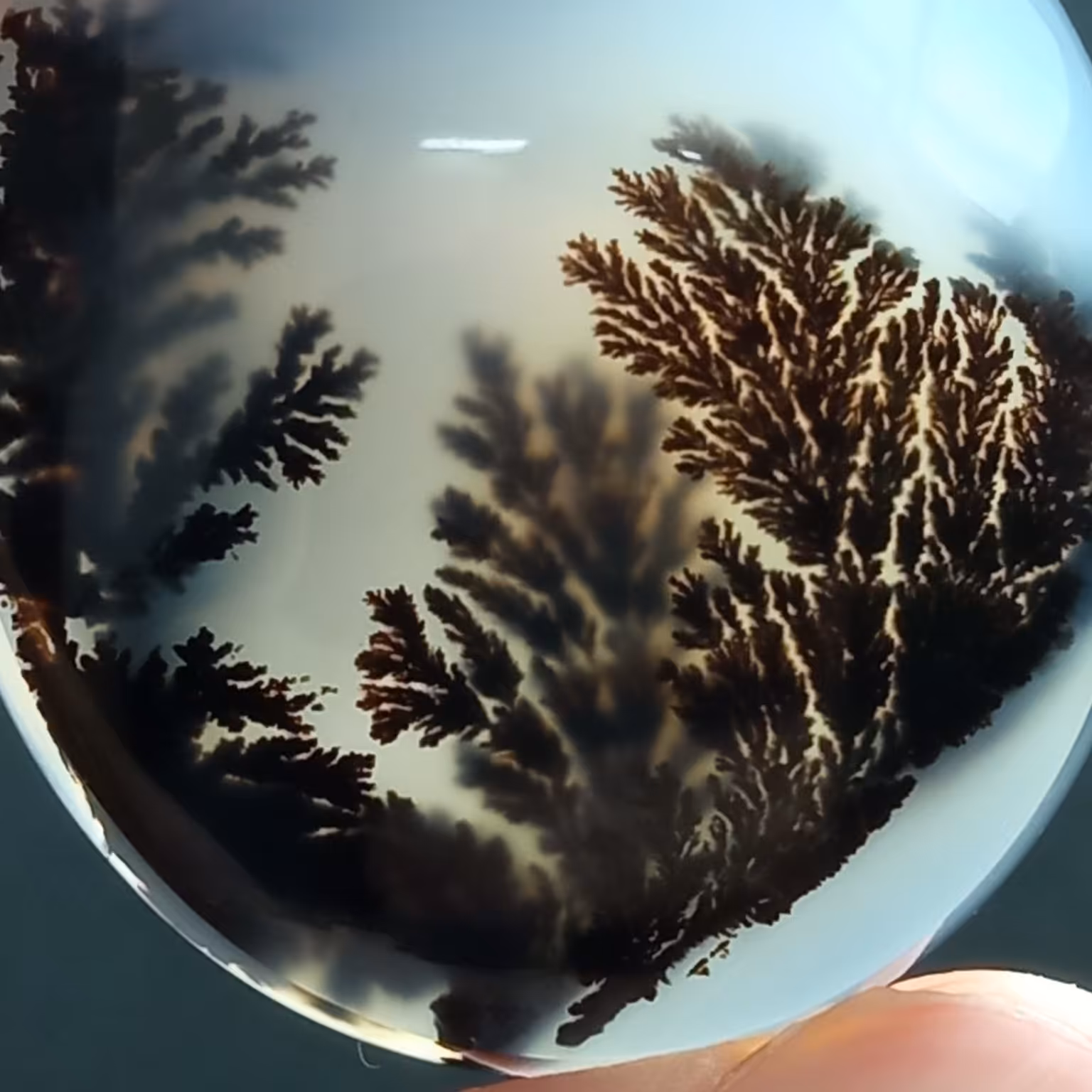 شجر قائن فوق کلکسیونی و سایز درشت واضح بسیار زیبا و خوش منظره