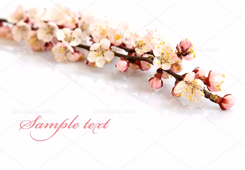 عکس شکوفه های سفید | گرافیک با طعم تربچه