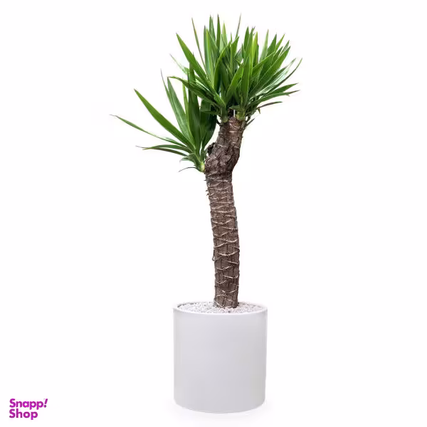 گیاه طبیعی یوکا گلیتال مدل GTL110