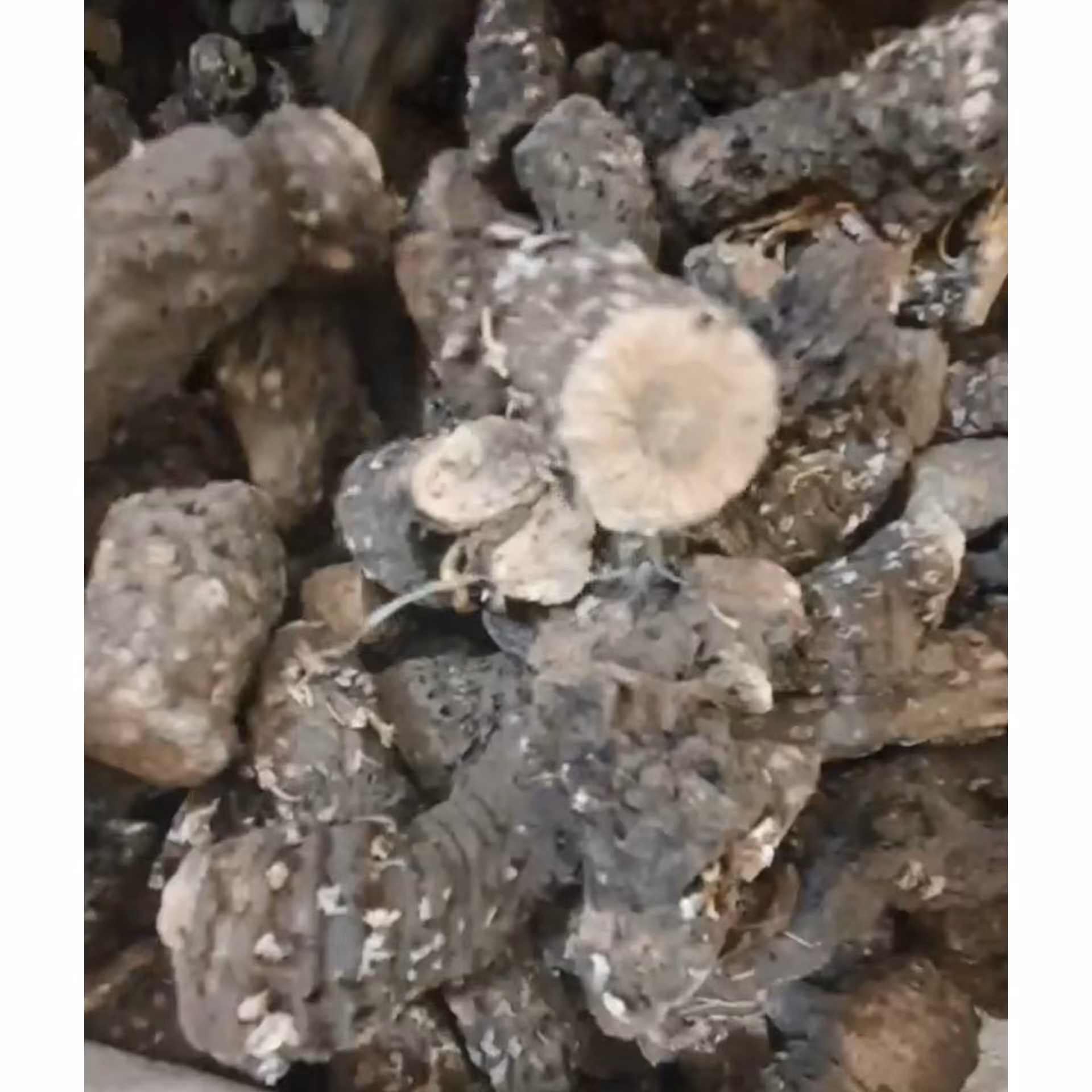 ریشه کندش اصل 100 گرم 